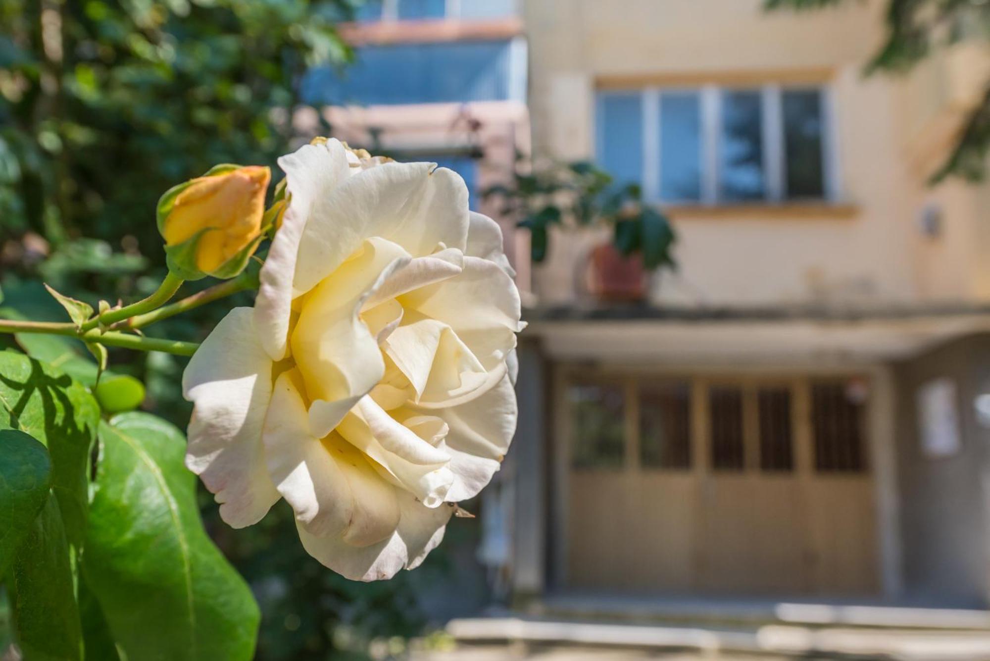 Apartament Private In Chayka Near The Sea Garden